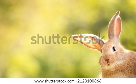 the rabbit is looking out of the corner of the image in surprise, free space for your advertising