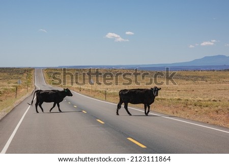 Cattle cross the desert road in Moab, Utah. Royalty-Free Stock Photo #2123111864