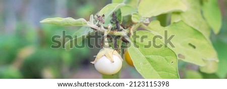 Panorama view stink bugs, Leaf-footed Bugs inserting piercing, sucking mouthparts attack young developing fruit of white round Vietnamese eggplant. Pest damaged organic vegetable fruit plant Royalty-Free Stock Photo #2123115398