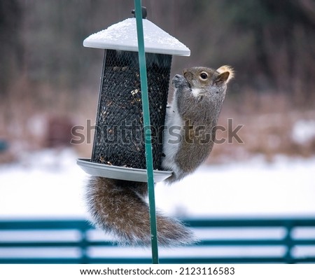 A Gray Squirrel Eating From a Bird Feeder