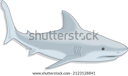 Shark Predator Sea Fish Vector Art Illustration Isolated