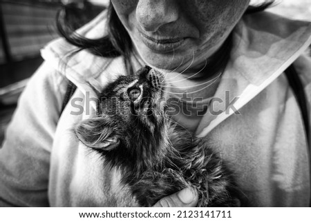 Persian puppy in the arms of a person, love animals, adoption