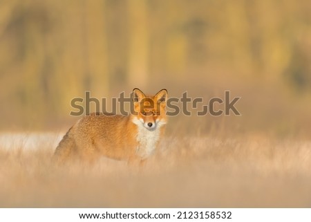 Hunting in a meadow, Red Fox