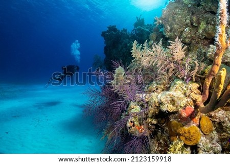 The beautiful underwater landscape of the Bahamas, Long Island, with colorful corals and a scuba diver Royalty-Free Stock Photo #2123159918