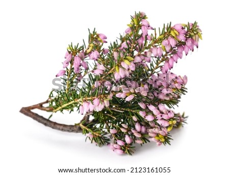 Pink heather flowers  on blurred background Royalty-Free Stock Photo #2123161055