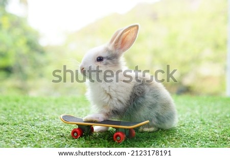 image of a little rabbit with skateboard in grass field  background blurred nature, bunny and surf skateboard sport      