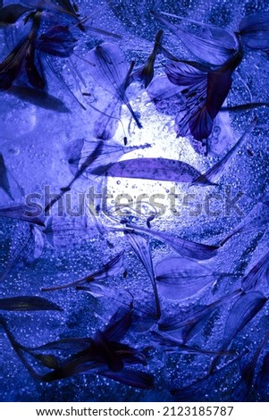 Red flowers frozen in ice, studio photo. Flowers in ice. Colored light, blue light.