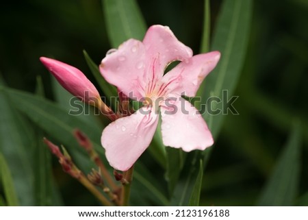 a close up of a pink blossom