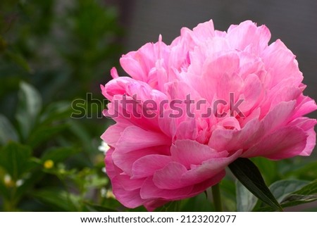 Paeonia  Joker.  Double pink peony flower.                                