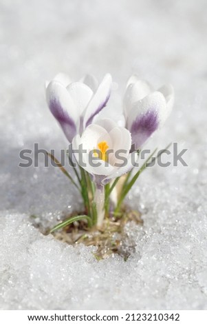 Spring flowers - white crocuses bloom in the park in April, a beautiful template for a web screensaver. Snow shiny cover melts near primroses, Easter card design.

