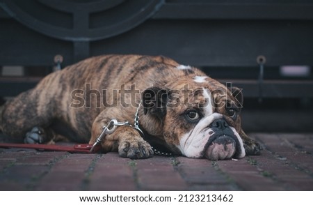
beautiful image of a french bulldog a great pet.