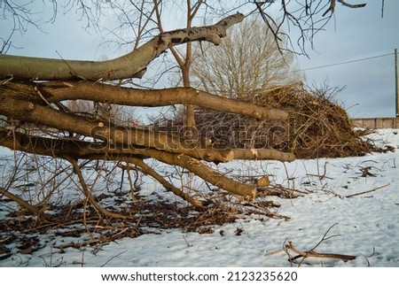 in the photo, a felled tree with cut branches