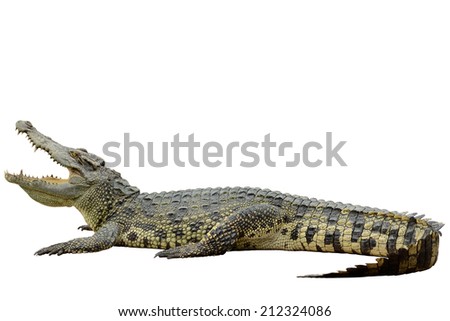 Crocodile isolated on white with clipping path   Royalty-Free Stock Photo #212324086