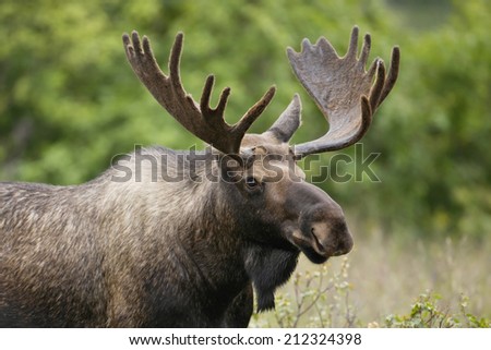 A bull moose in velvet. Royalty-Free Stock Photo #212324398