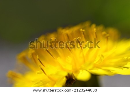 Close-up of a yellow dandelion. Spring floral background