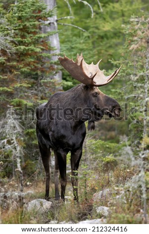 A portrait of a bull moose standing tall in the forest. Royalty-Free Stock Photo #212324416