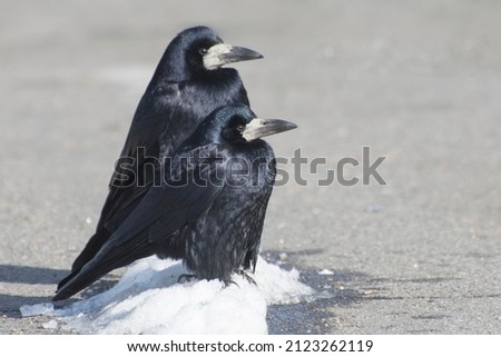 A pair of crows sits on the snow and welcomes the arrival of spring.