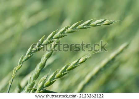 Young green ears of wheat spelt (Triticum spelta dicoccum) ripening on a field. Grain cereale crop, health food. Royalty-Free Stock Photo #2123262122