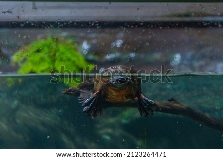 Platypus in an aquarium in Tasmania, Australia