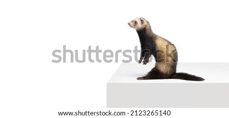 Studio shot of cute little white grey ferret isolated over white background. Concept of happy domestic and wild animals, care, pets, friendship. Looks happy, delighted. Copy space for ad. Side view
