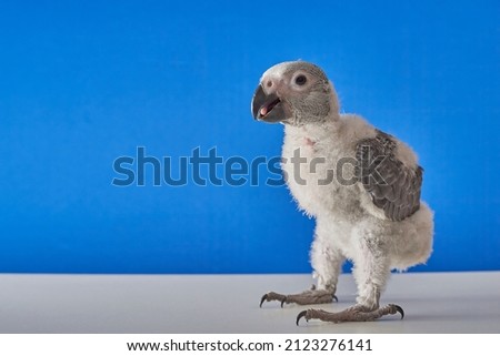 A six weeks African Grey Parrot, standing on white floor with blue background, isolate image with shallow depth of field to enhance bird from background. 