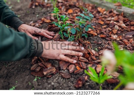 Gardener mulching spring garden with pine wood chips mulch. Man puts bark around plants Royalty-Free Stock Photo #2123277266