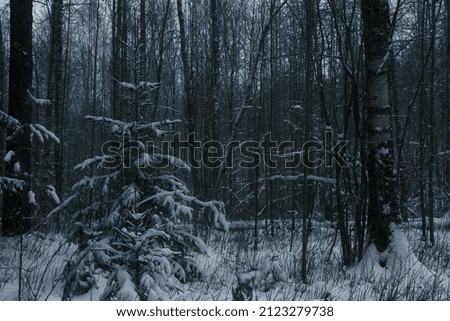 A snow-covered dense forest with paths of snow