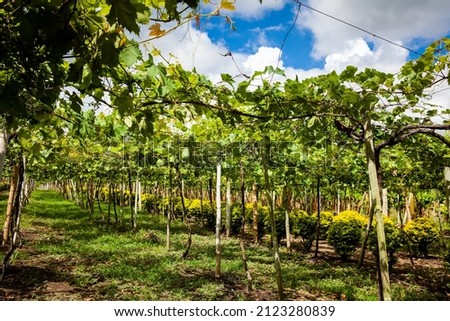 Grape crop at the municipality of La Union located at Valle del Cauca region in Colombia