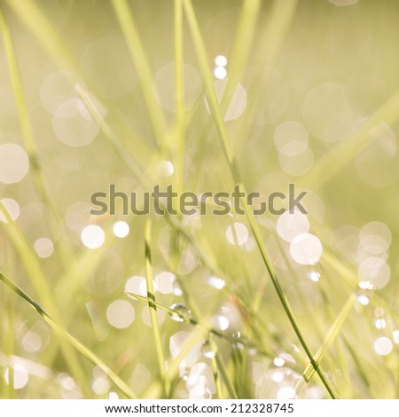 Abstract natural background. Fresh spring grass with drops on natural defocused light green and yellow background. Retro filtered. 