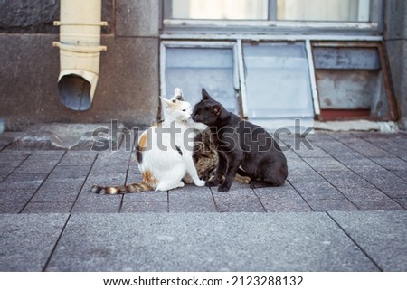 black and white street cats in love in city, copy space