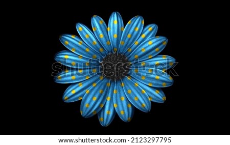 Blue and yellow daisy isolated on black background. Blue and yellow flower isolated on black. Polka dot flower.
