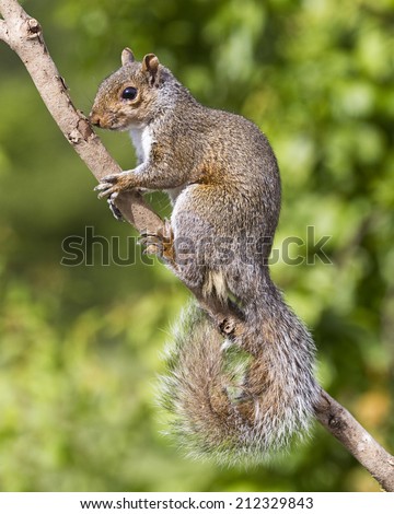 Vertical shot of a grey gray squirrel on a natural branch against a natural green background.  The squirrel is looking at the camera and has his tail curled.