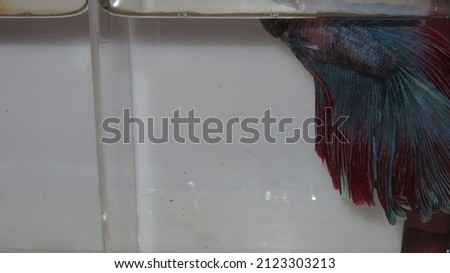 pink betta fish with red tail and blue color on it with blurry effect in the picture