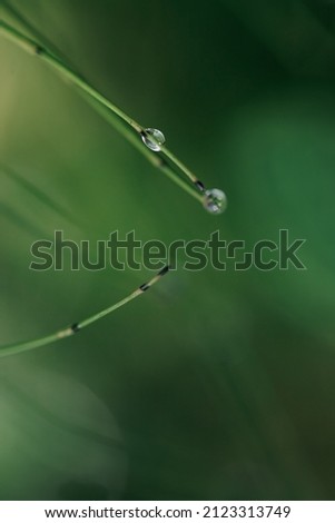 
Macro shot of blades of grass with dew drops
