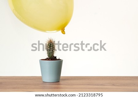 Balloons floatingon air close to cactus. Risk, danger zone, tense concept. Royalty-Free Stock Photo #2123318795