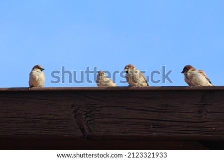 photo of four sparrows sitting on a wooden beam