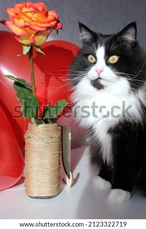 A black and white cat with shiny fur sits on a white camode, a rose in a vase, red balls in the shape of a heart on the background