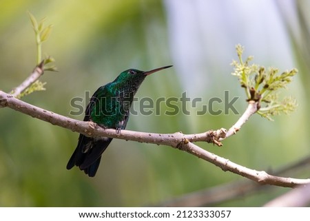 Hummingbird posing on branch, iridescent feathers