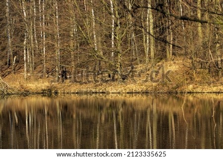 composition of forest reflection on the water surface. The forest consists mainly of birches. Winter. Trees without leaves. Sunshine.