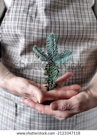 Person in rustic apron holding fir branch with selective focus