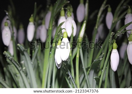 Water Droplets On A Snowdrop Flower.