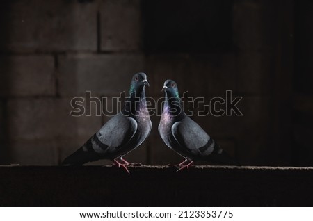 pair of pigeons sitting in the dark