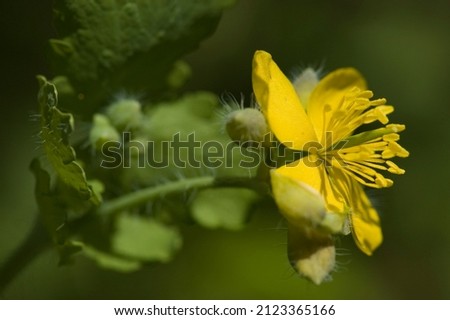 Chelidonium majus, the greater celandine, is a perennial herbaceous flowering plant in the poppy family Papaveraceae. It is native to Europe and western Asia and introduced widely in North America