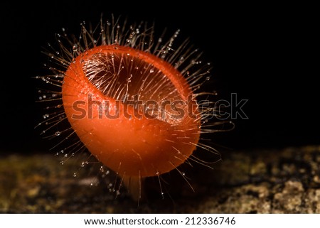 Orange mushroom or Champagne mushroom in rain forest, Thailand