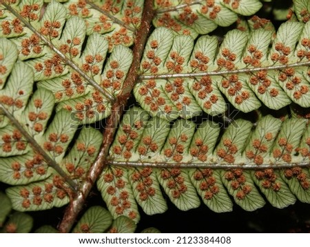 Sori on underside of tropical fern in Costa Rica Royalty-Free Stock Photo #2123384408