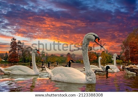 Close-up view to swans swimming in the lake with autumn colorful forest on blurred background at magical sunset in countryside. Rural landscape in fall, beautiful wilderness. Beauty of nature concept Royalty-Free Stock Photo #2123388308