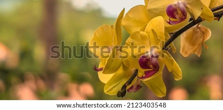 BANNER Real beauty nature background. Orchid tropical flower plant bright sun day yellow blossom exotic unic mystery petal stamen pistil bloom. Botanic floral design, horticulture hobby space summer