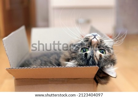 Gray cat sitting in a cardboard box