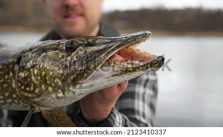 Pike head close up, sharp teeth. Pike fishing is fun. Royalty-Free Stock Photo #2123410337