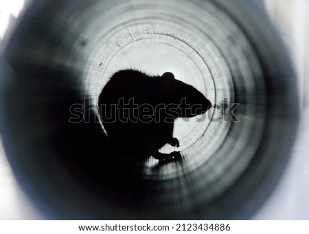 A closeup shot of a brown rat in a water pipe Royalty-Free Stock Photo #2123434886